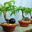 Bonsai Kelapa Gading Merah